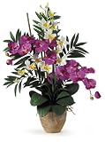 Double Phal / Dendrobium - B001DQH5QC