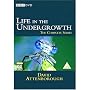 Life In The Undergrowth