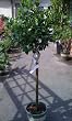 Gardenia First Love Five Gallon Grafted Topiary