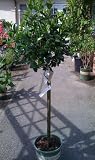 Gardenia First Love Five Gallon Grafted Topiary
