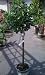 Gardenia First Love Five Gallon Grafted Topiary