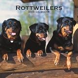 Rottweilers 2009. Square Wall Calendar.