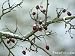 Organic Blueberry Preserves Recipe