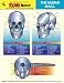 Human Skull Anatomy EXAM Notes (EXAM Notes Reference Charts)