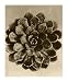 Sepia Botany Study II - Vision studio Art Print Poster 8 x 10