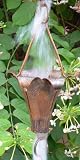 Royale Rain Chain 8.5 ft