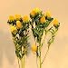 Dried Clover Flowers - Yellow