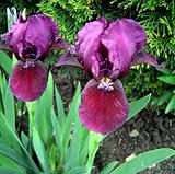 Cherry Garden Dwarf Bearded German Iris