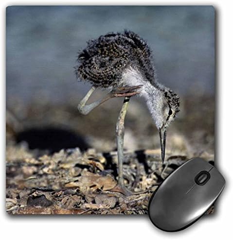Danita Delimont - Birds - California, Salton Sea NWR, blacknecked stilt bird - US05 BJA0208 - Jaynes Gallery - MousePad (mp_88200_1)