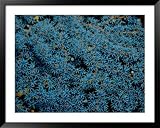 Beautiful Blue-Colored Coral Polyps Festoon a Branch National Geographic Collection Framed Art Poster Print by Wolcott Henry, 49x39