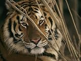 A Captive Tiger Shows a Formidable Expression Photographic Poster Print by Roy Toft, 24x18