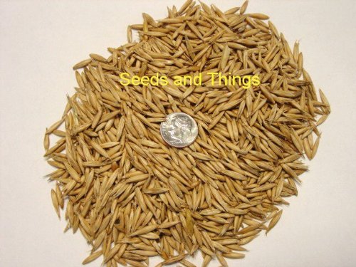 1 Pound Natural Organic Whole Oat Grain Seeds (Unhulled) BULK-- For Growing Oat grass to Juice, Sprouting Seed, Grinding to Make Flour & Bread, Growing Ornamental Oat Grass, for Cat Grass & More. Makes Excellent Food Storage. Outstanding Germination Rate