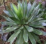 10 Agave Chiapensis Tropical Zeroscape Plant Seeds - B001UFC7N2