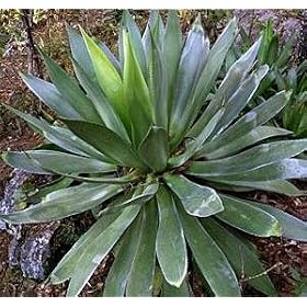 10 Agave Chiapensis Tropical Zeroscape Plant Seeds