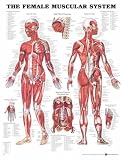 The The Female Muscular System Anatomical Chart