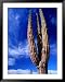 Cardon Cactus Pachycereus Pringlei, World's Tallest Species of Cactus, Endemic to Baja California Framed Art Poster Print by Brent Winebrenner, 39x49