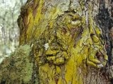 Bright Yellow Corticolous Lichen Growing on an Ancient Tree Trunk, Bunyip State Forest, Australia Premium Photographic Poster Print by Jason Edwards, 30x40