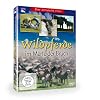 Wildpferde im Merfelder Bruch