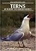 Terns of Europe and North America (Helm Identification Guides) by Klaus Malling Olsen