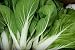 Bok Choy White Stem Heirloom Seeds 225 Seeds