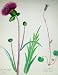 Townsend Wild Flowers 1929 Saw-Wort Homogyne Alpina