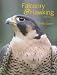Falconry & Hawking