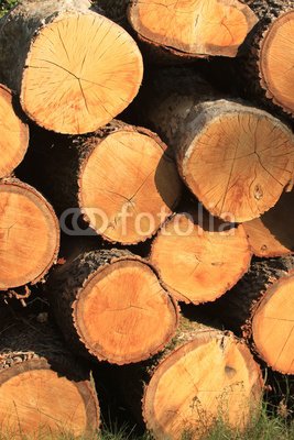 Wallmonkeys Peel and Stick Wall Decals - Cut - 48