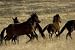 Wild Horses  - Peel and Stick 