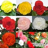 フォーチュンベゴニア7色セット[人気!]