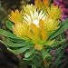 AULAX UMBELLATA Broad leaf featherbush protea 5 seeds