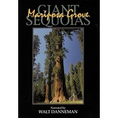 Giant Sequoias: Mariposa Grove
