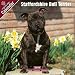 2009 Staffordshire Bull Terrier Wall Calendar