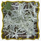 Prairie Sage (Artemisia ludoviciana) Jumbo Wildflower Seed Packet - 2000 Seeds