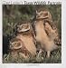 Greg Lasley's Texas Wildlife Portraits (Louise Lindsey Merrick Natural Environment Series)