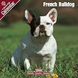 French Bulldog 2009 Wall Calendar