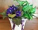 February Birth Month Flower - African Violets