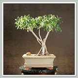 Hawaiian Umbrella Bonsai | Banyan Root Style II