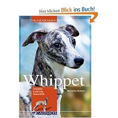 Whippet: Charakter, Erziehung und Gesundheit