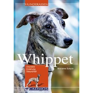 Whippet: Charakter, Erziehung und Gesundheit