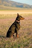 Dobermans from my point of view