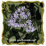 Arrow-leaved Aster (Aster sagittifolius) Jumbo Wildflower Seed Packet - 2000 Seeds