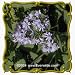 Arrow-leaved Aster (Aster sagittifolius) Jumbo Wildflower Seed Packet - 2000 Seeds