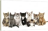 Box Canvas Print of JD-20842-M Cat - kittens line-up from Ardea