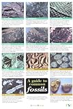 A guide to common fossils