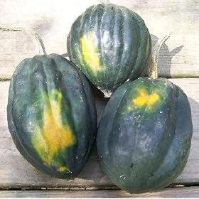 Squash - Table Queen Acorn - 30 Seeds + *Free Seeds*