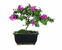 Brussel's Crepe Myrtle Bonsai
