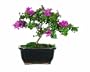 Brussel's DT9049DCM Crepe Myrtle Bonsai