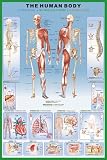 **LAMINATED** THE HUMAN BODY ANATOMY BIOLOGY SCIENCE CLASS LEARNING SCHOOL CLASSROOM POSTER - CHART!