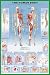 **LAMINATED** THE HUMAN BODY ANATOMY BIOLOGY SCIENCE CLASS LEARNING SCHOOL CLASSROOM ...