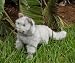 ragdoll5  - Cat ragdoll 15in Animal Puppet P8075M